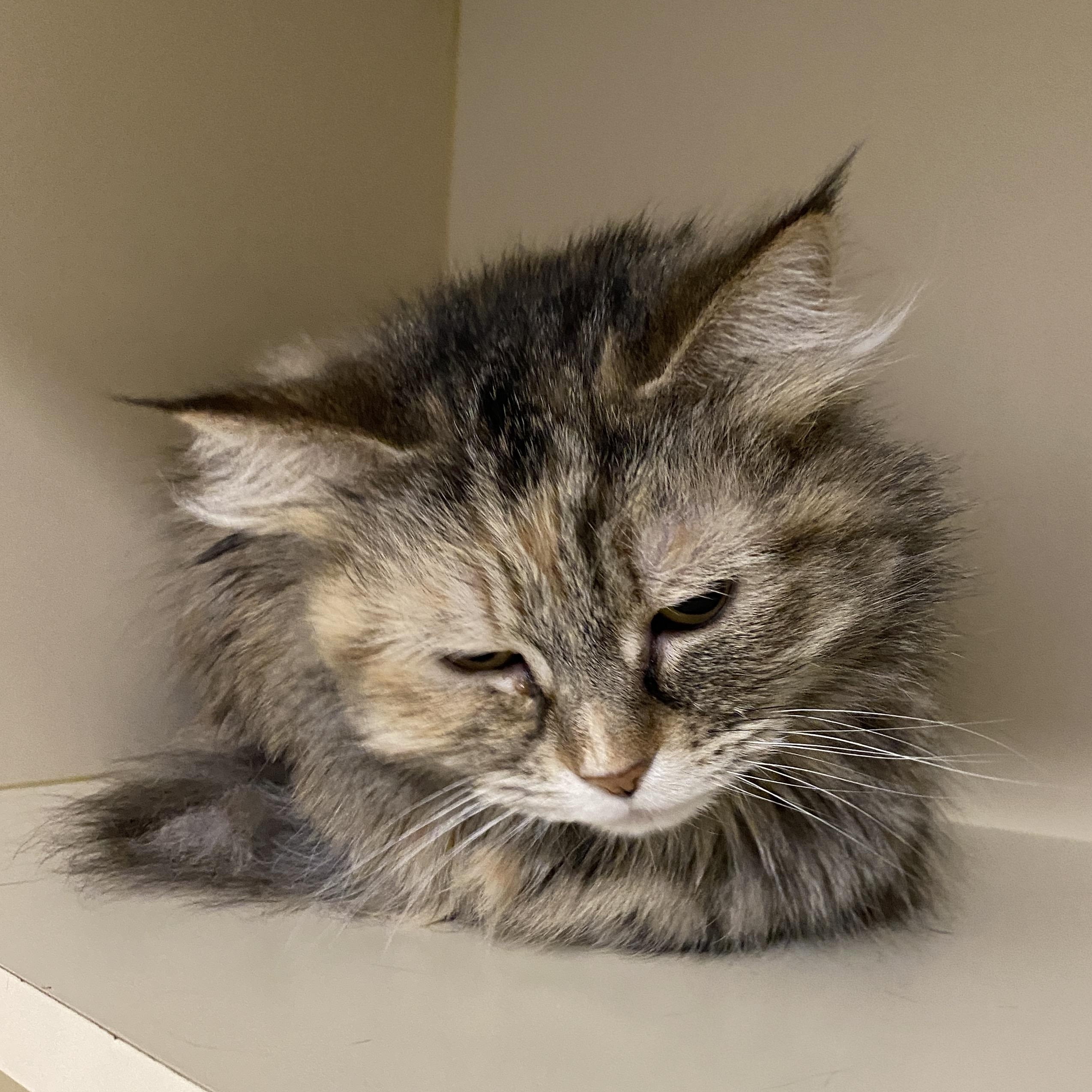 Enlarge Biscuit, an adoptable Domestic Long Hair in Elyria, OH image 2/5