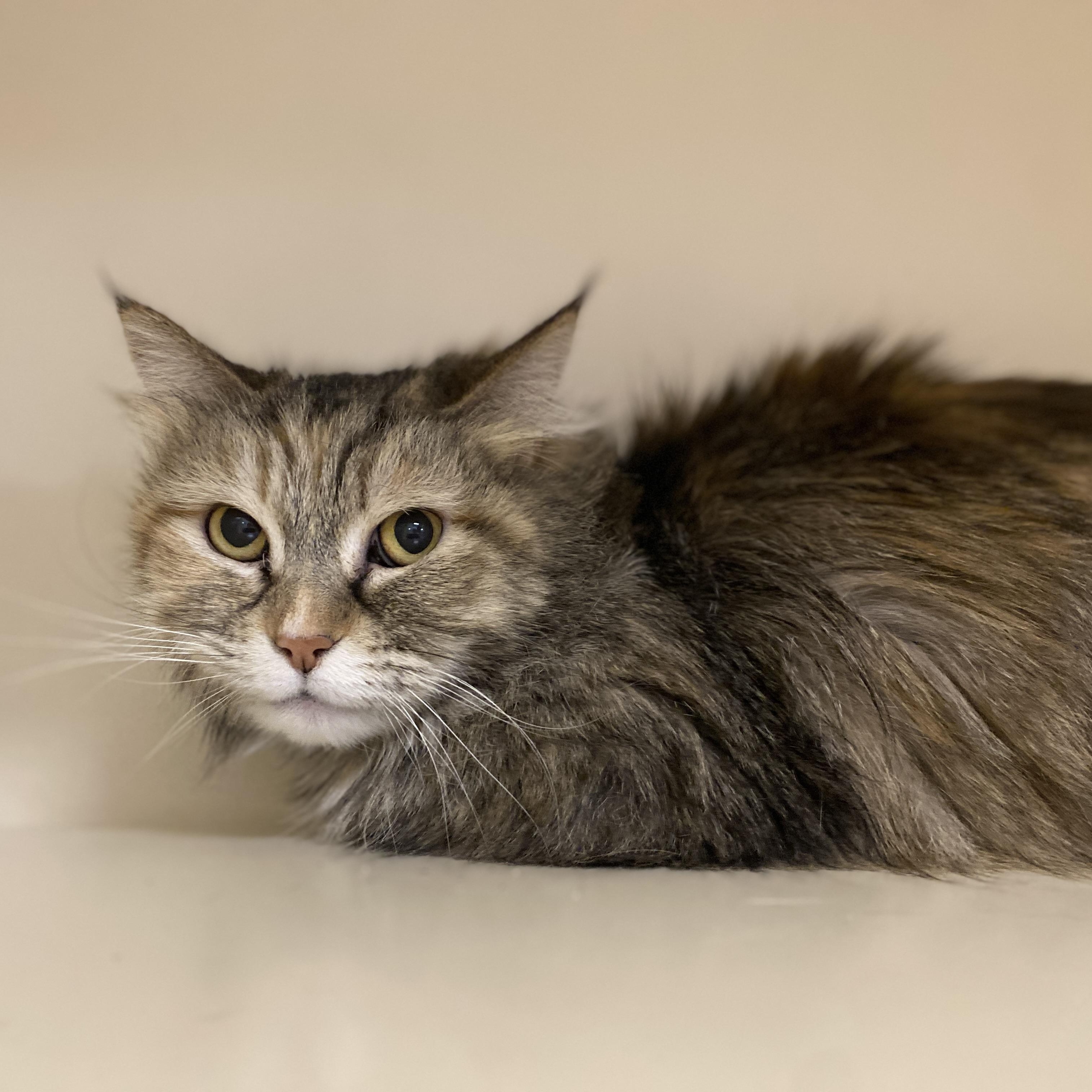 Enlarge Biscuit, an adoptable Domestic Long Hair in Elyria, OH image 3/5