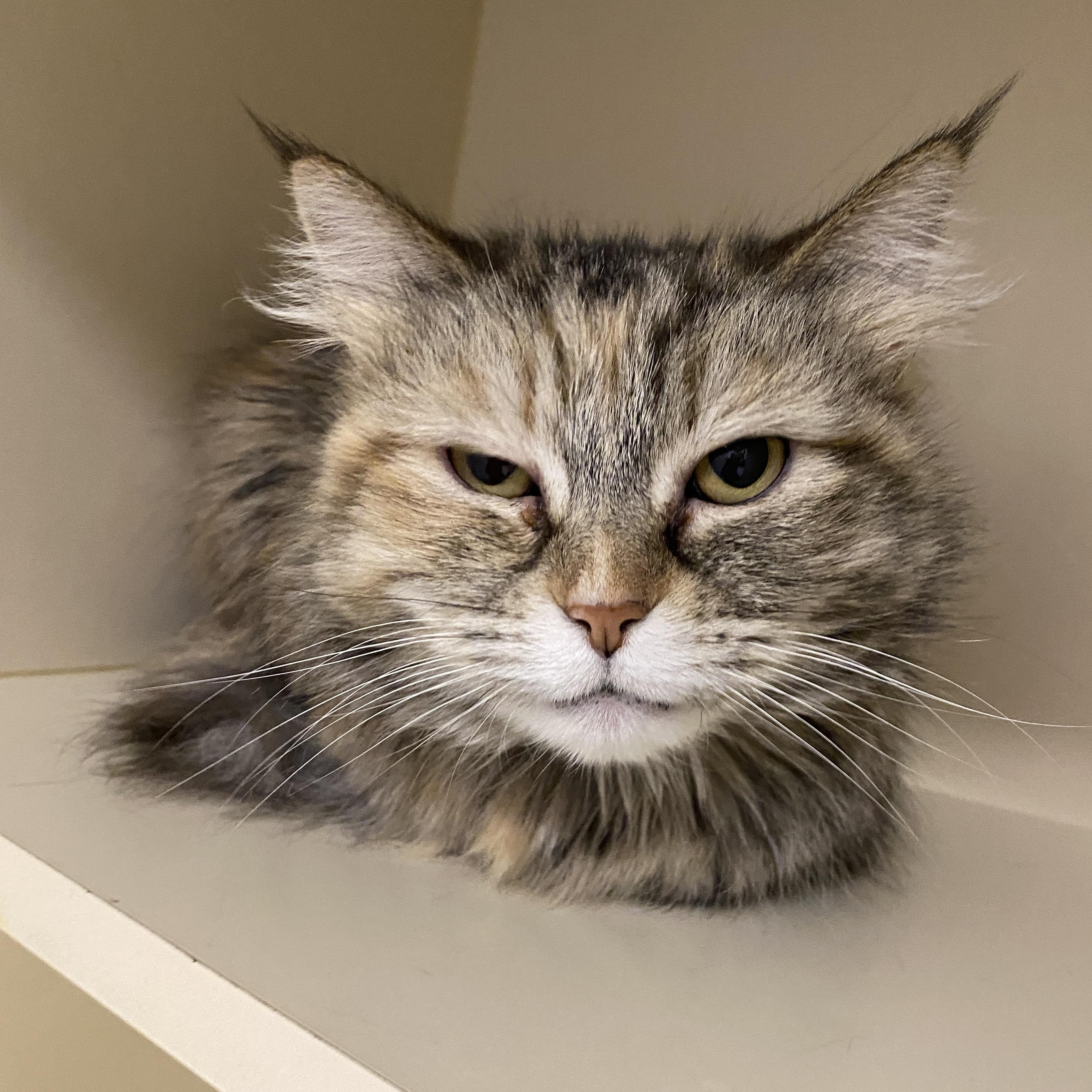 Enlarge Biscuit, an adoptable Domestic Long Hair in Elyria, OH image 5/5