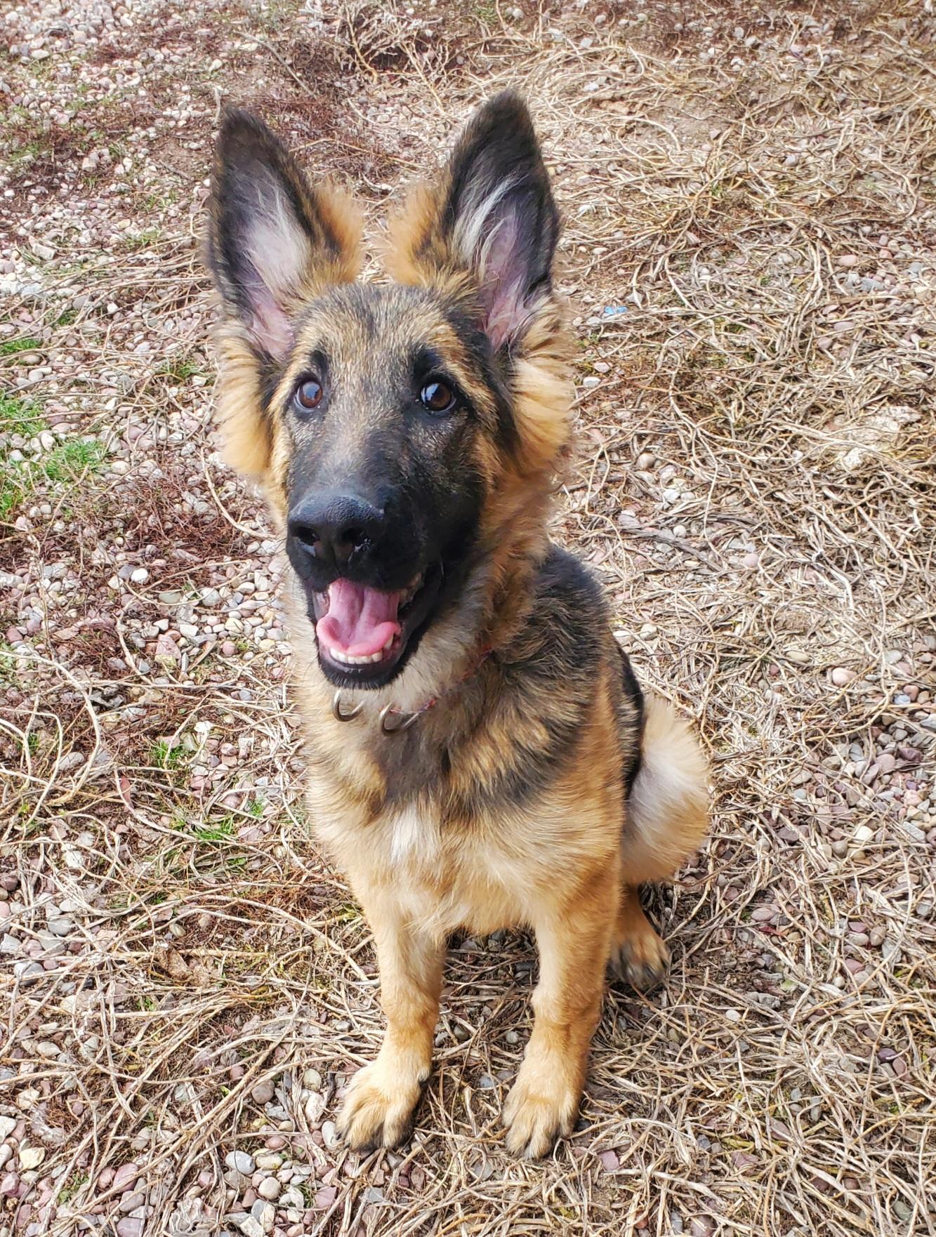 Shear, ADOPTABLE, Young Male German Shepherd Dog.