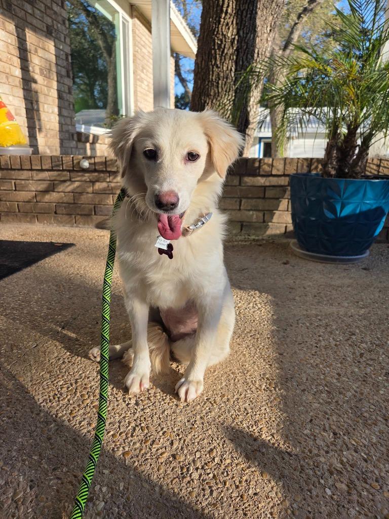 River (GUADALUPE), Adoptable, Puppy Female Terrier & Great Pyrenees.
