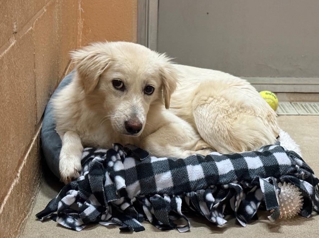 River (GUADALUPE), a Adoptable mixed breed in New Braunfels, TX image 1/2