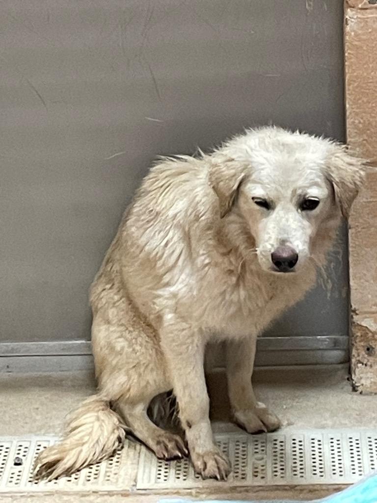 River (GUADALUPE), a Adoptable mixed breed in New Braunfels, TX image 2/2