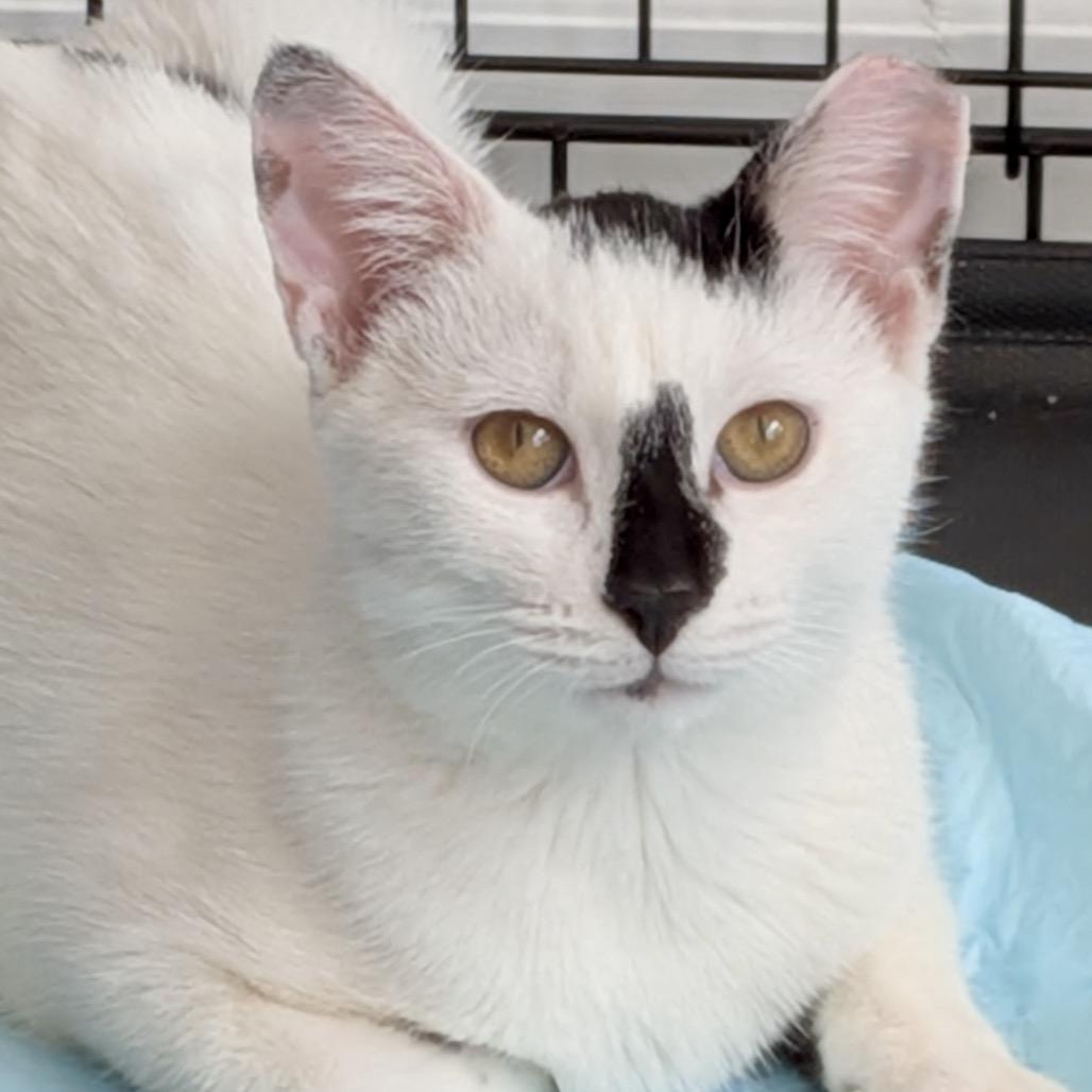 Daisy (Kitten), Adoptable, Young Female Domestic Short Hair.