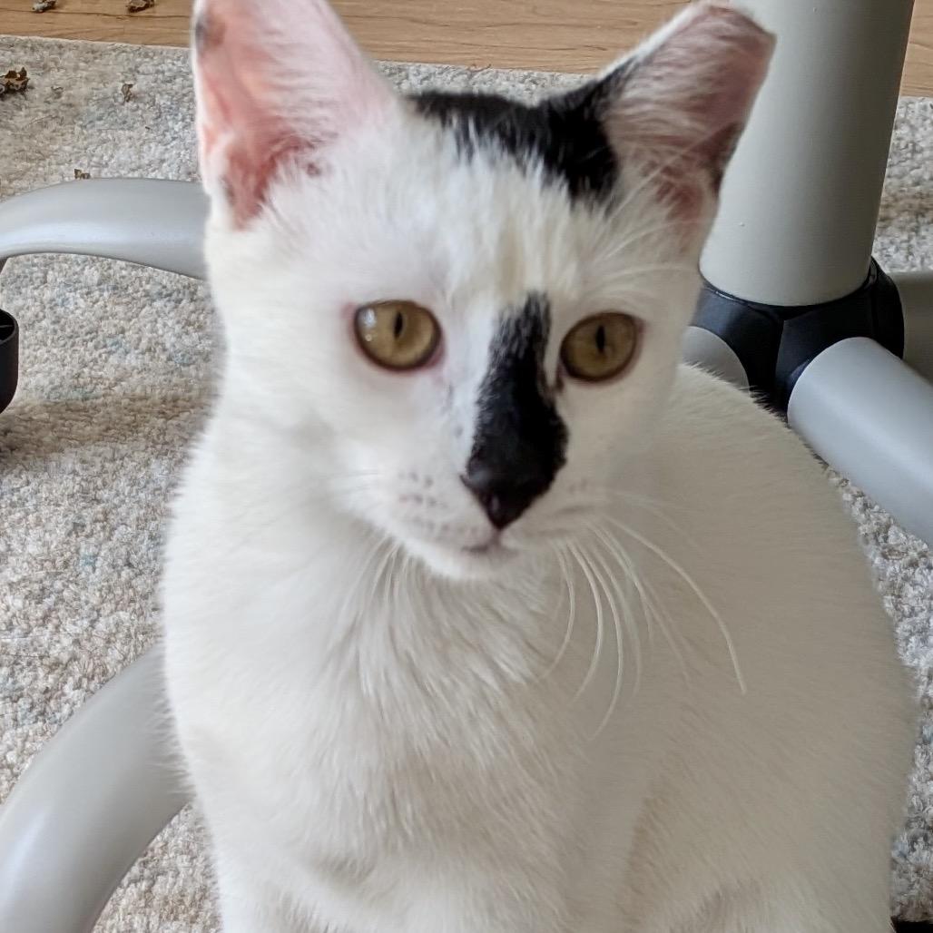 Enlarge Daisy (Kitten), a Adoptable Domestic Short Hair in Forest Hills, NY image 2/4