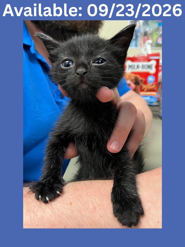 Cat Condo #9, Adoptable, Kitten Male Domestic Short Hair.