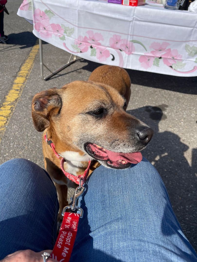 Missy, a Adoptable mixed breed in Shelby, NC image 1/13