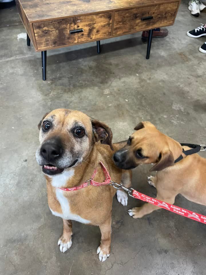 Missy, a Adoptable mixed breed in Shelby, NC image 2/13