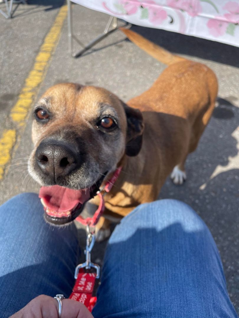 Missy, a Adoptable mixed breed in Shelby, NC image 3/13