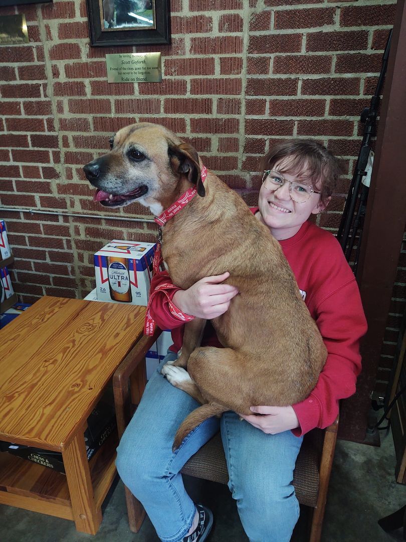 Missy, a Adoptable mixed breed in Shelby, NC image 4/13