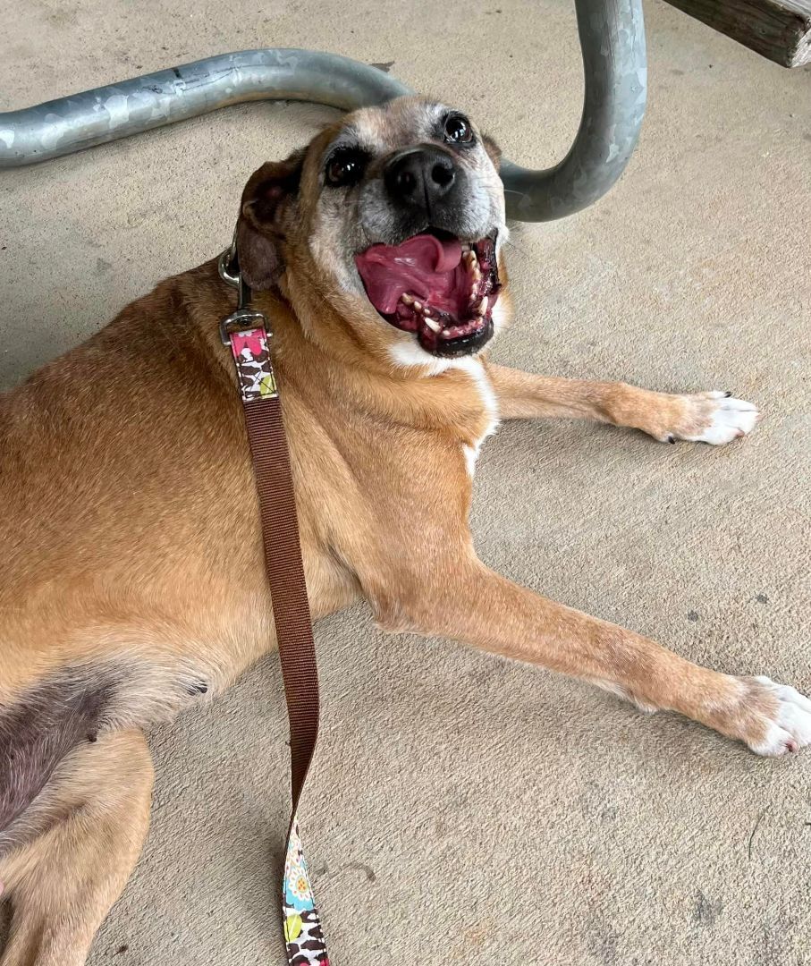 Missy, Adult Female Boxer