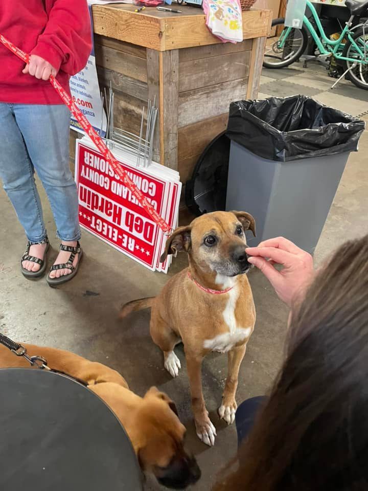Missy, a Adoptable mixed breed in Shelby, NC image 6/13