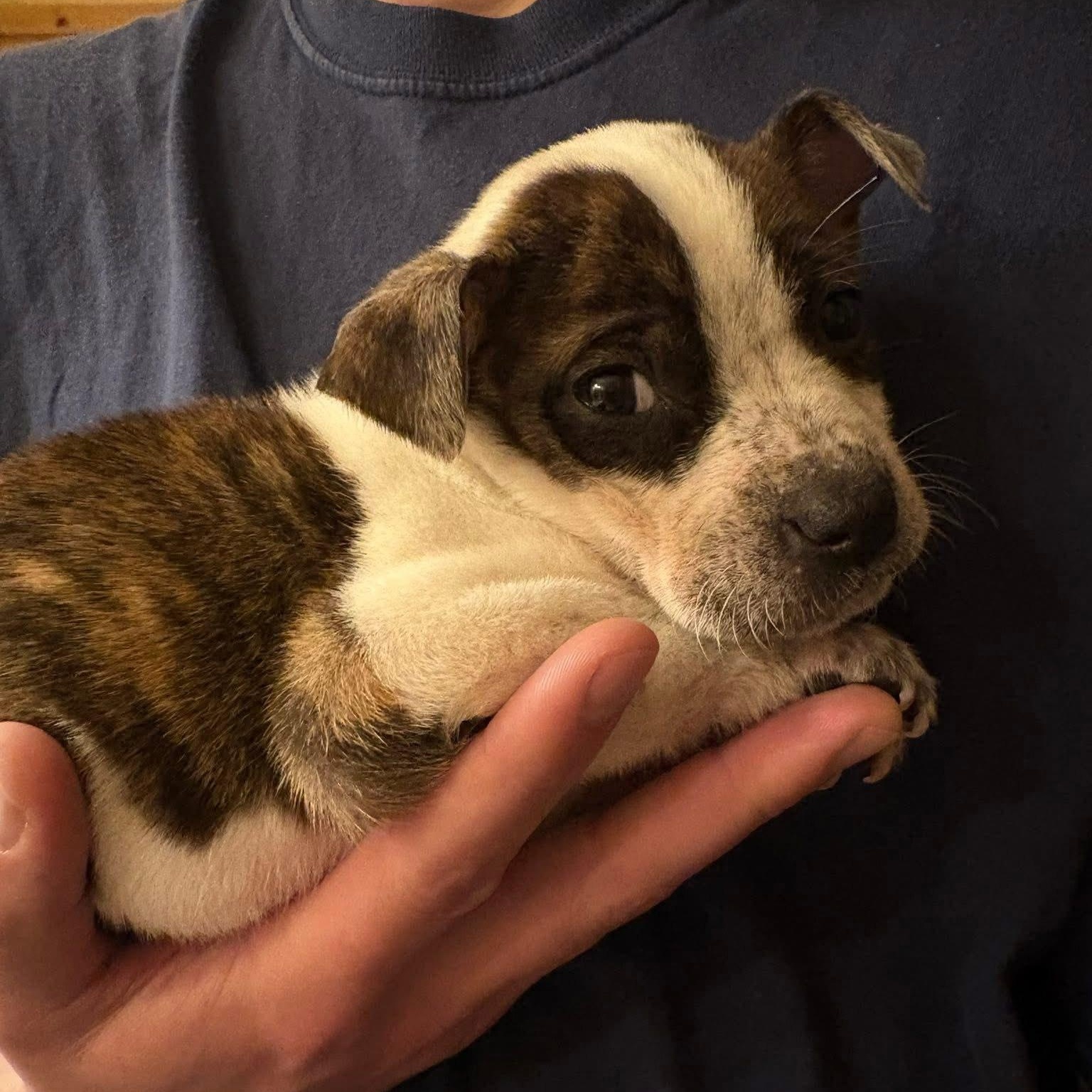 Avery, ADOPTABLE, Puppy Female Pit Bull Terrier & Boxer.