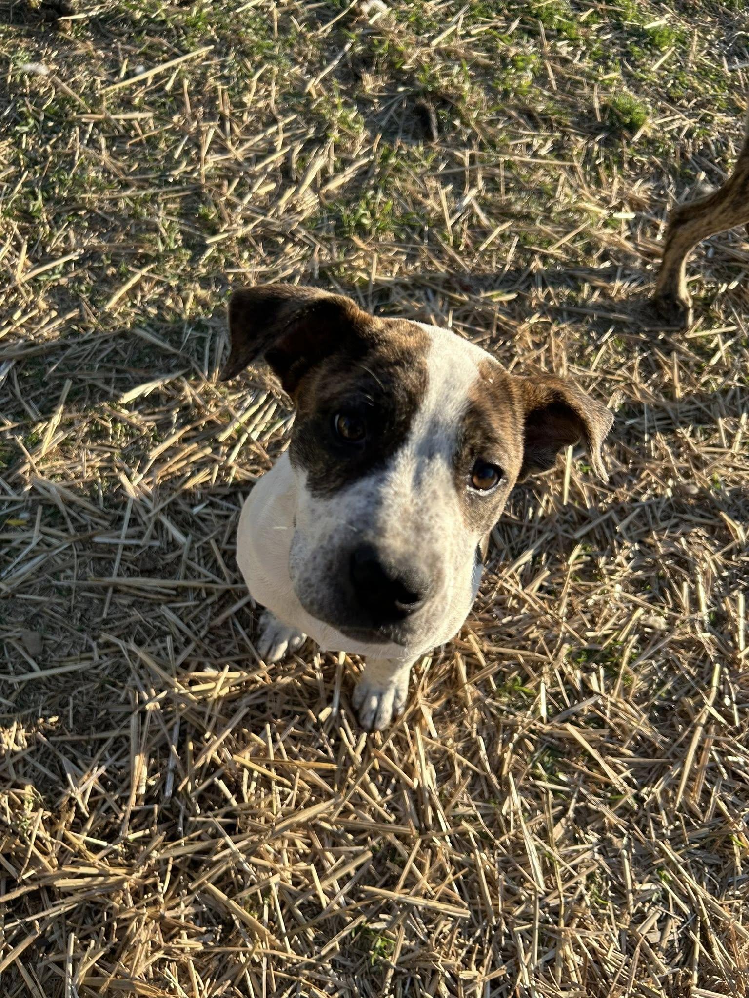 Enlarge Avery, a ADOPTABLE mixed breed in Okmulgee, OK image 1/5