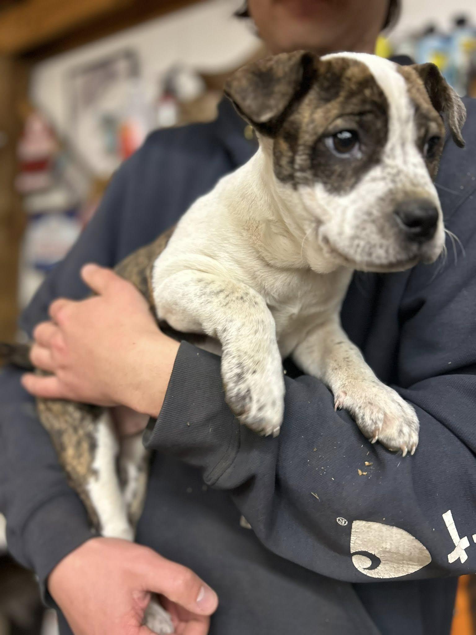 Avery, ADOPTABLE, Puppy Female Boxer.
