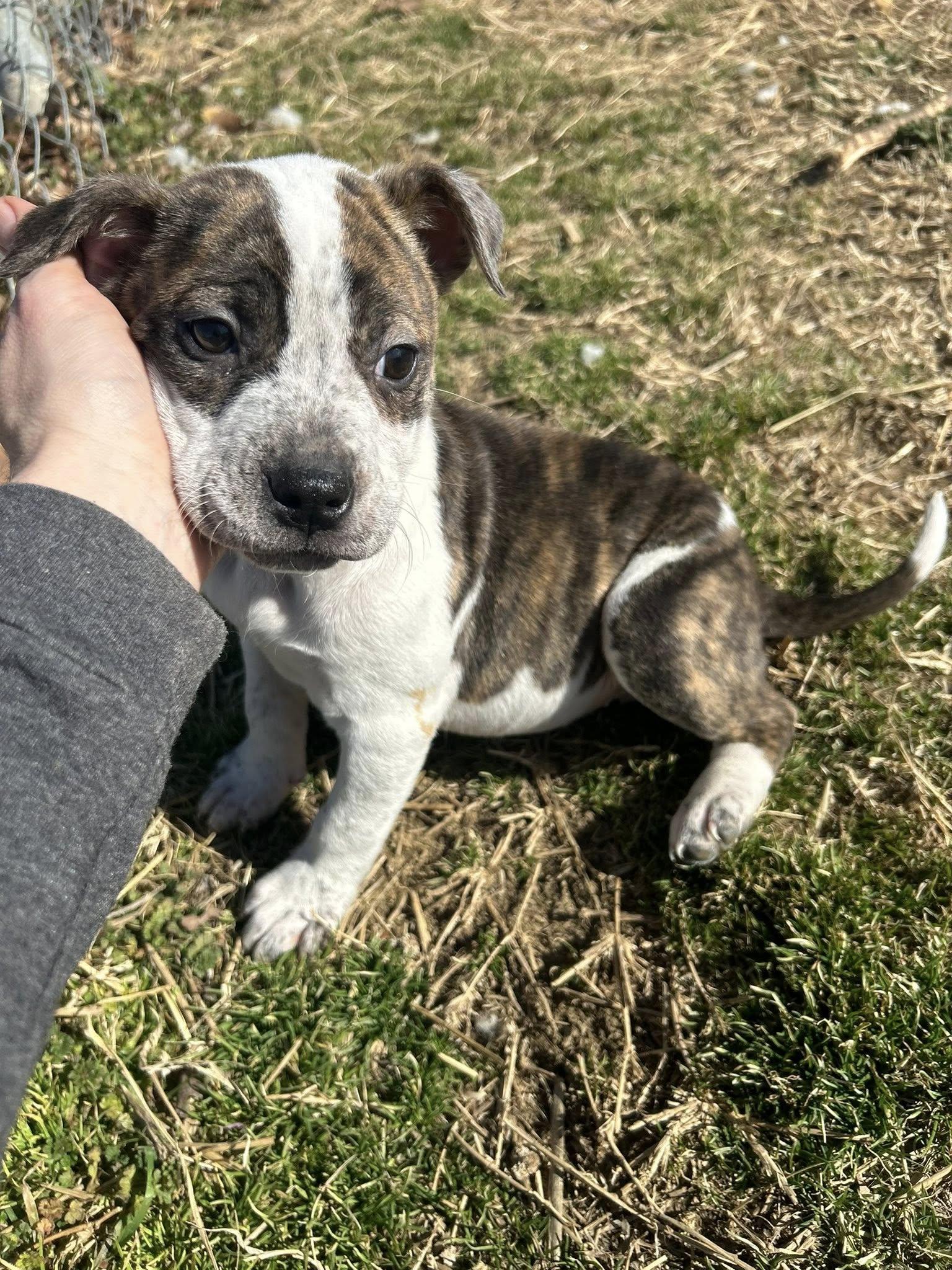 Enlarge Avery, a ADOPTABLE mixed breed in Okmulgee, OK image 3/5