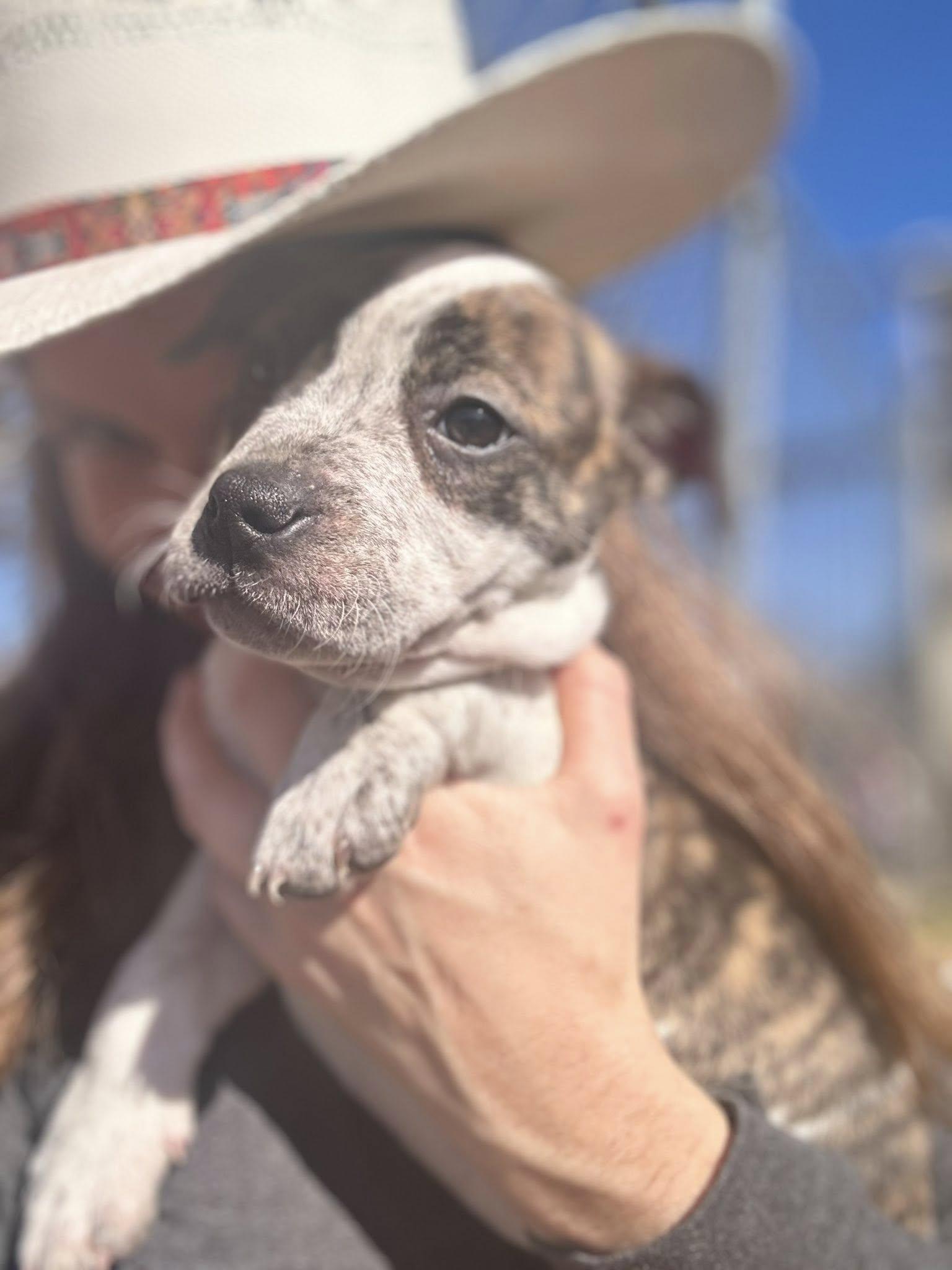 Enlarge Avery, a ADOPTABLE mixed breed in Okmulgee, OK image 2/5