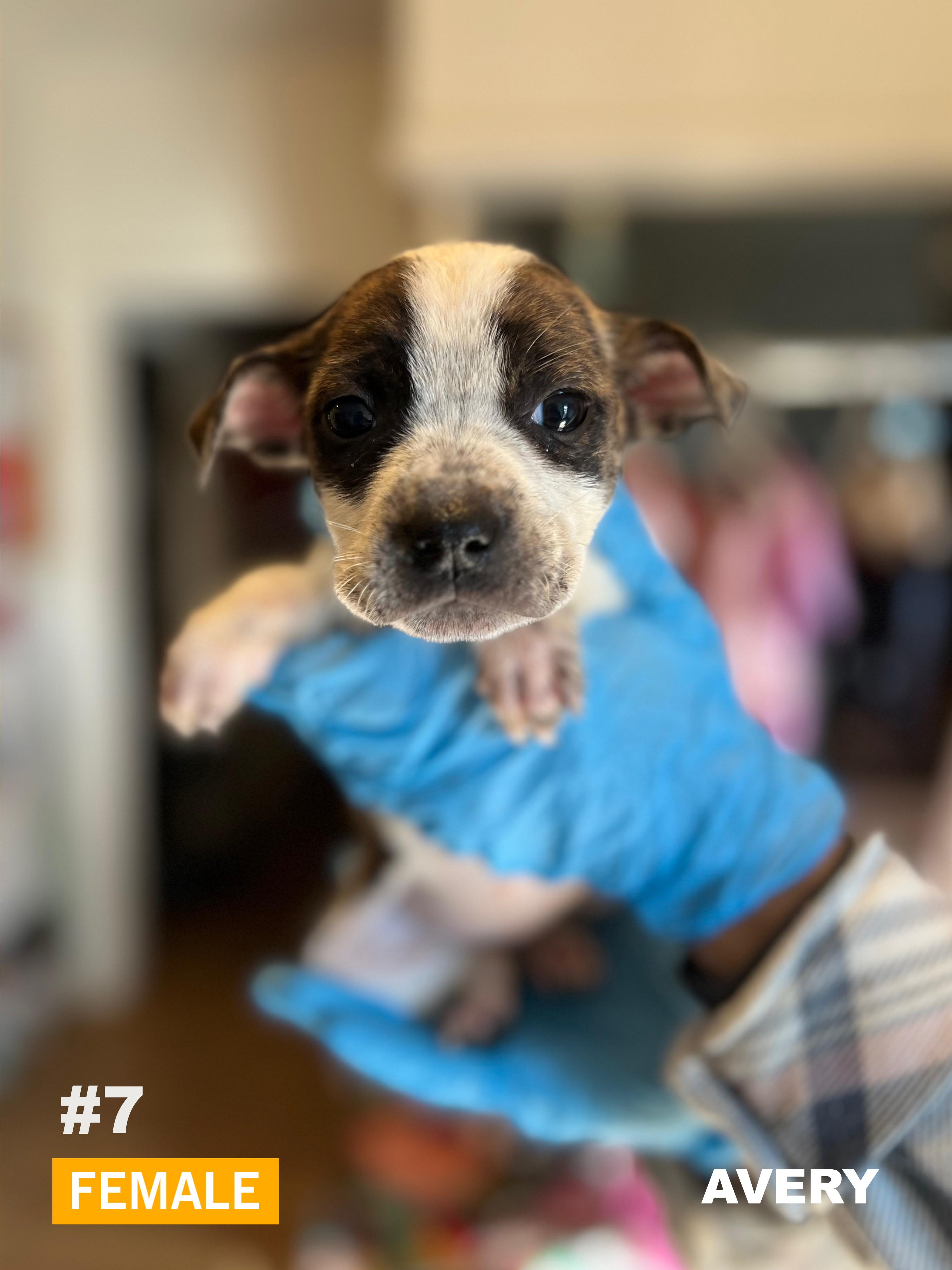 Enlarge Avery, a ADOPTABLE mixed breed in Okmulgee, OK image 5/5