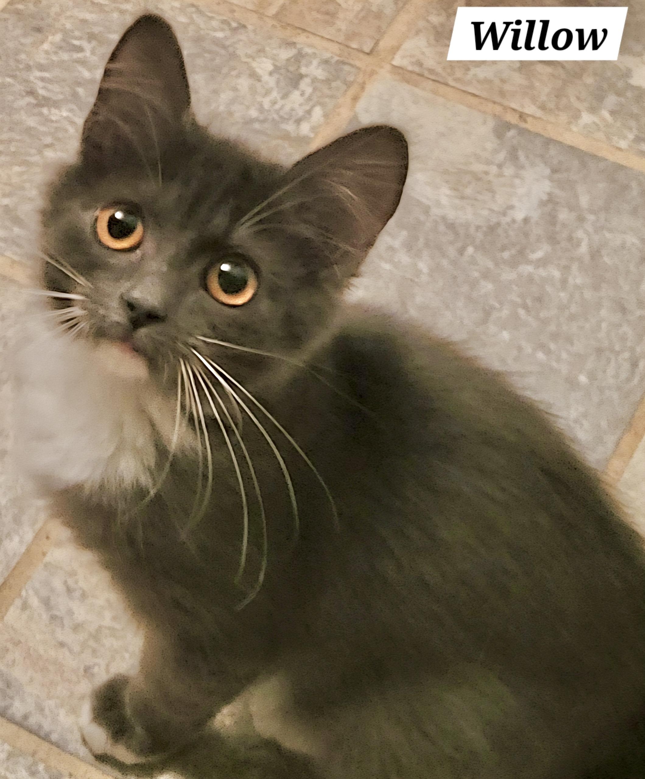 Willow - Kuykendahl Petsmart