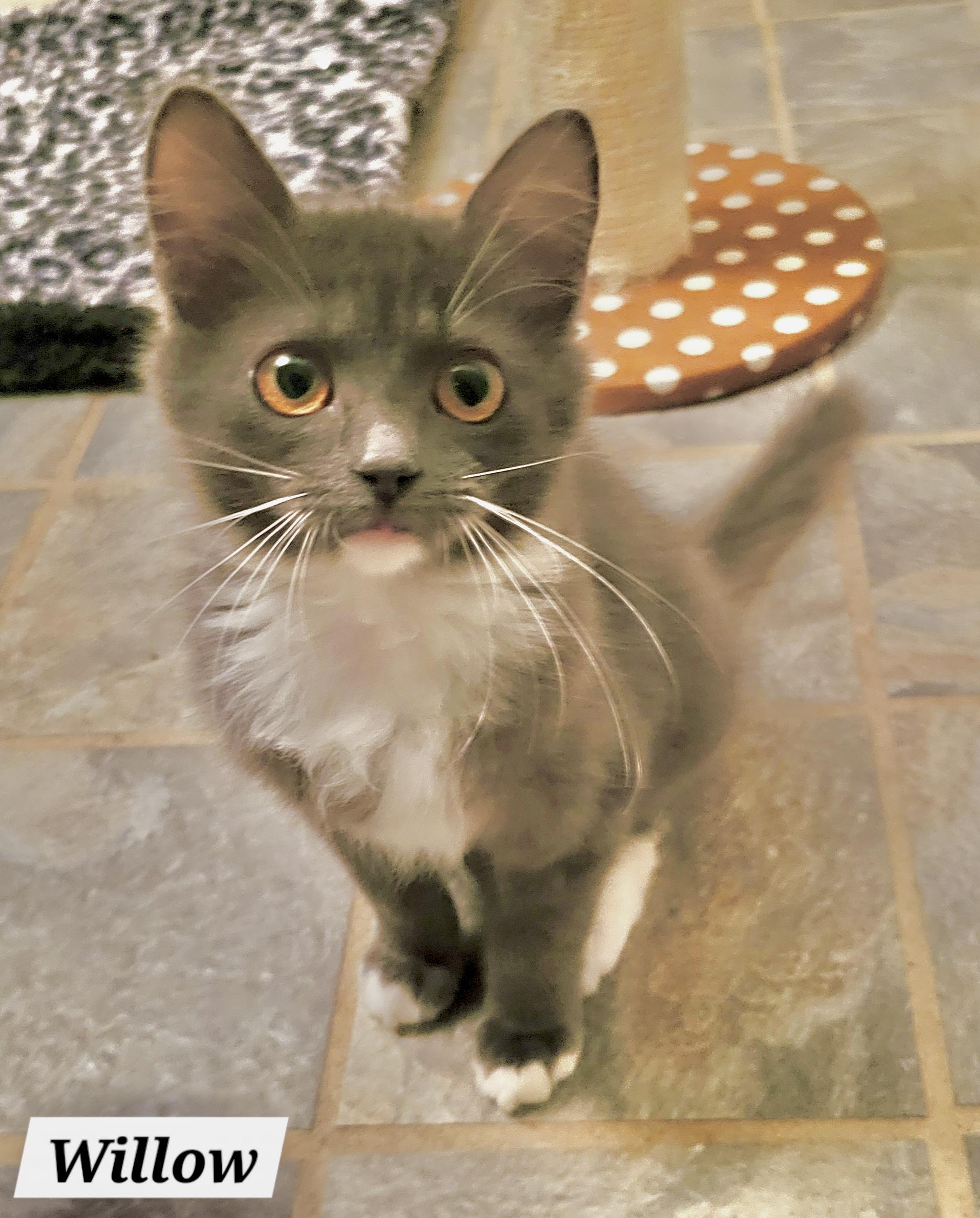 Willow - Kuykendahl Petsmart