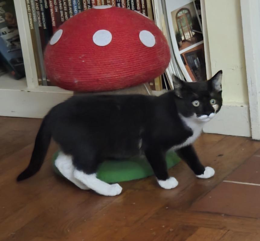 Enlarge Caroline, an adopted Domestic Short Hair in Beverly, MA image 1/3