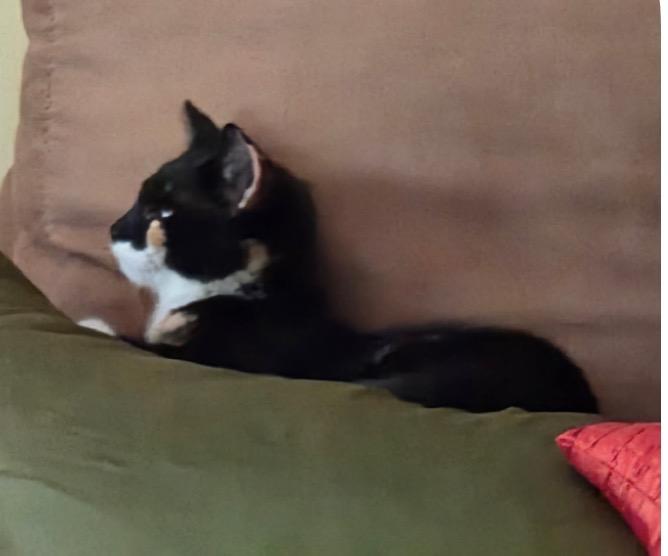 Enlarge Caroline, an adopted Domestic Short Hair in Beverly, MA image 2/3