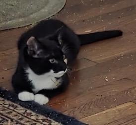 Enlarge Caroline, an adopted Domestic Short Hair in Beverly, MA image 3/3