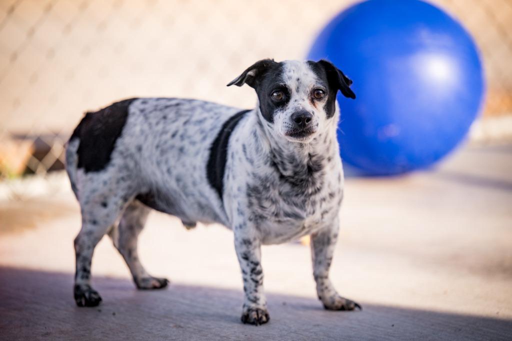 Scooby Doo, Adoptable, Adult Male Chihuahua & Dachshund.