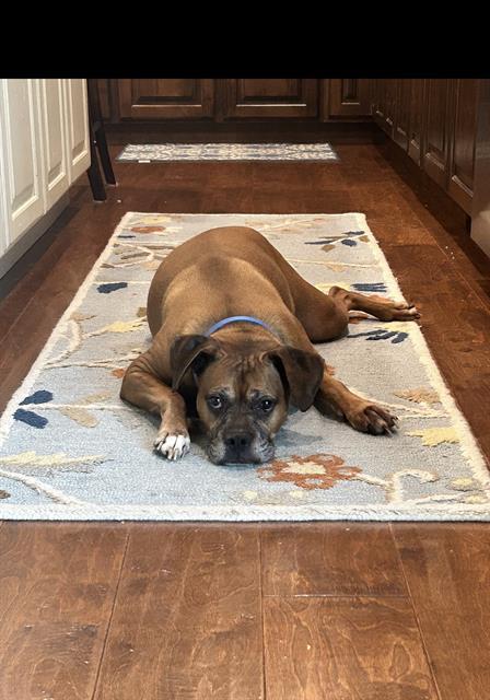 Enlarge DUKE, a Adoptable Boxer in Fruit Heights, UT image 1/1