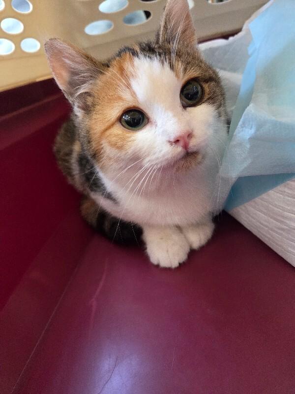 Enlarge Pearl, a Adoptable Calico in MOUNT AIRY, NC image 1/1