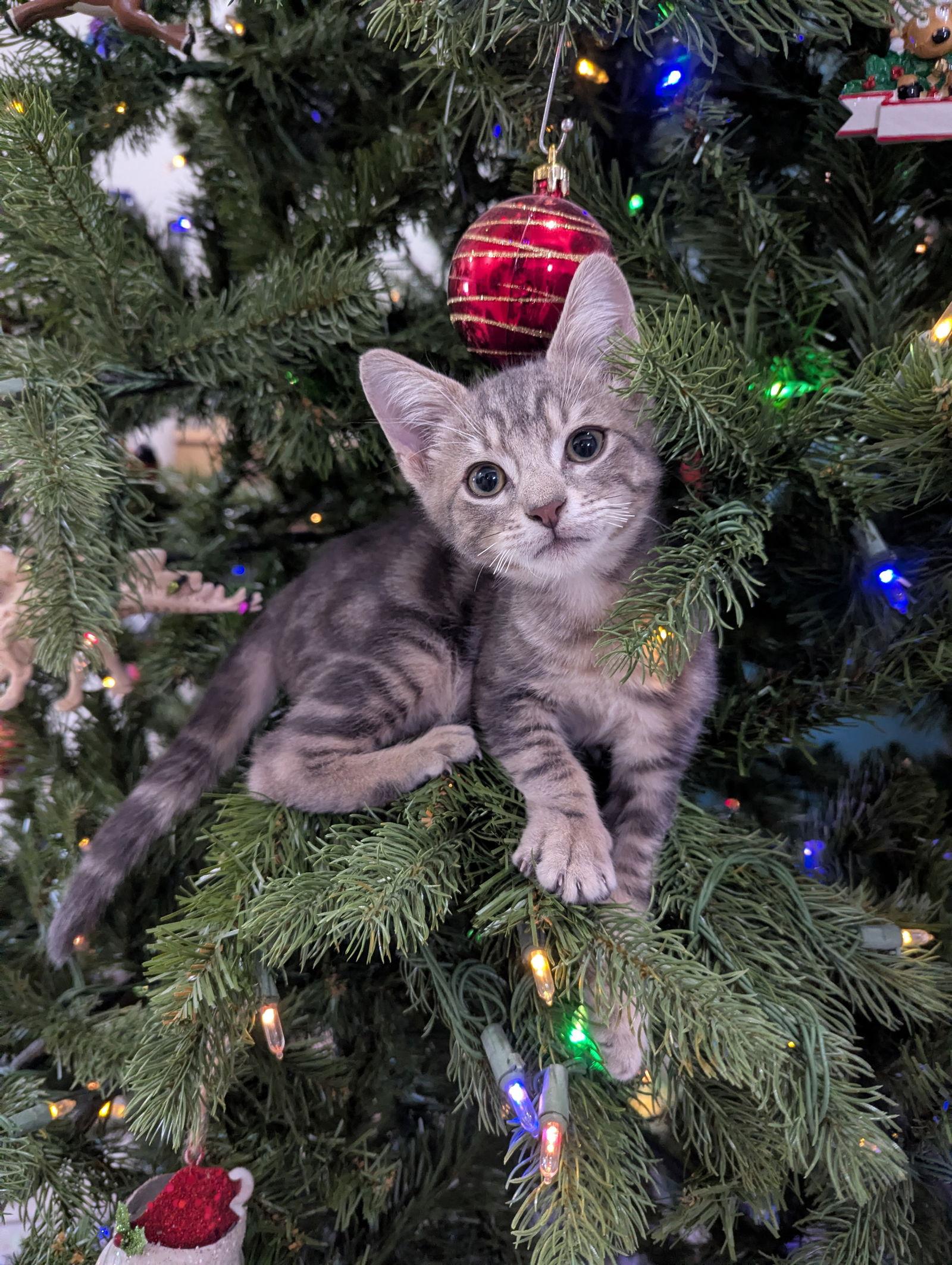 Turkey, a Adopted Domestic Short Hair in Orlando, FL image 1/3