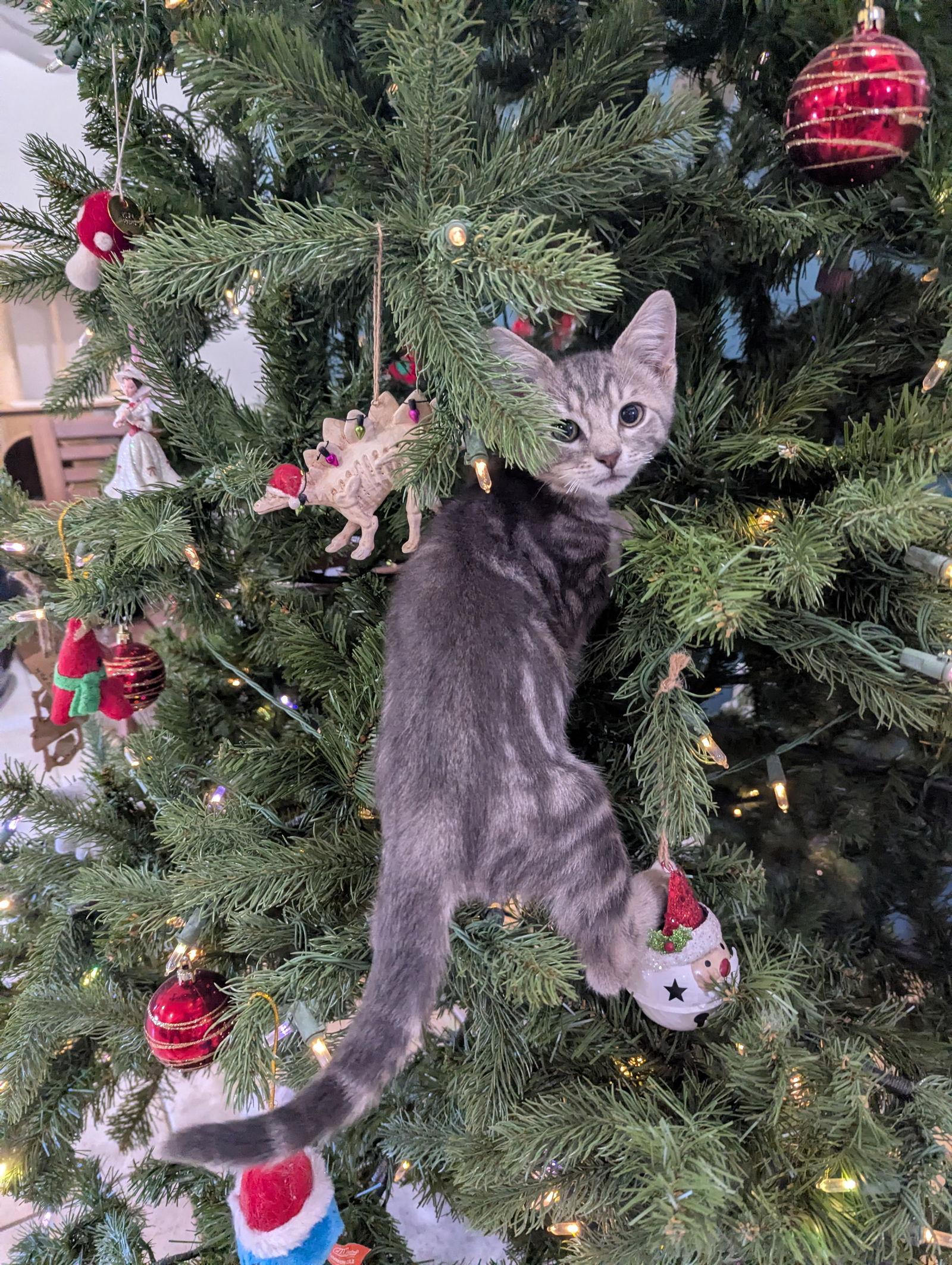 Turkey, a Adopted Domestic Short Hair in Orlando, FL image 3/3