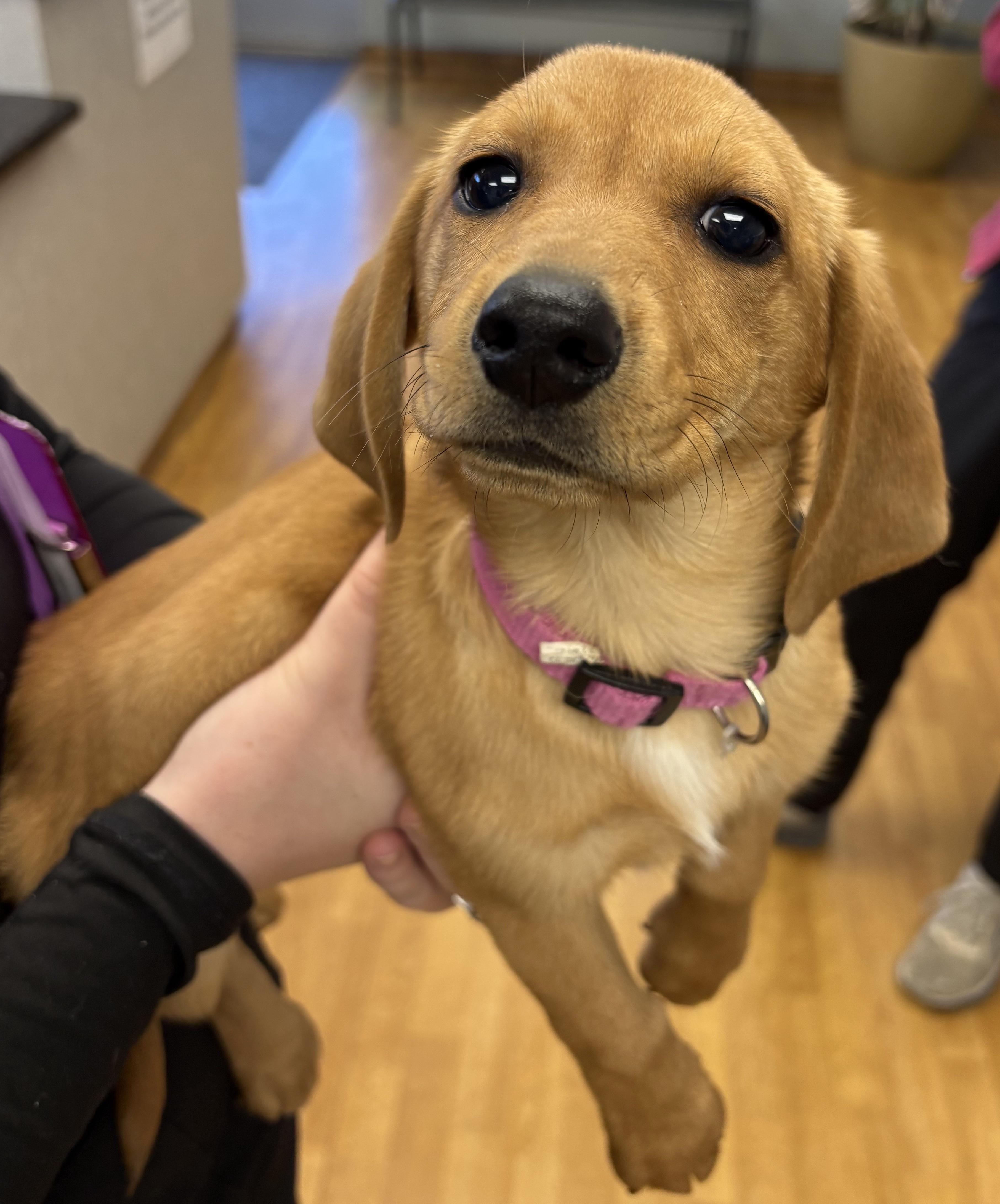 Jill, ADOPTABLE, Young Female Dachshund.