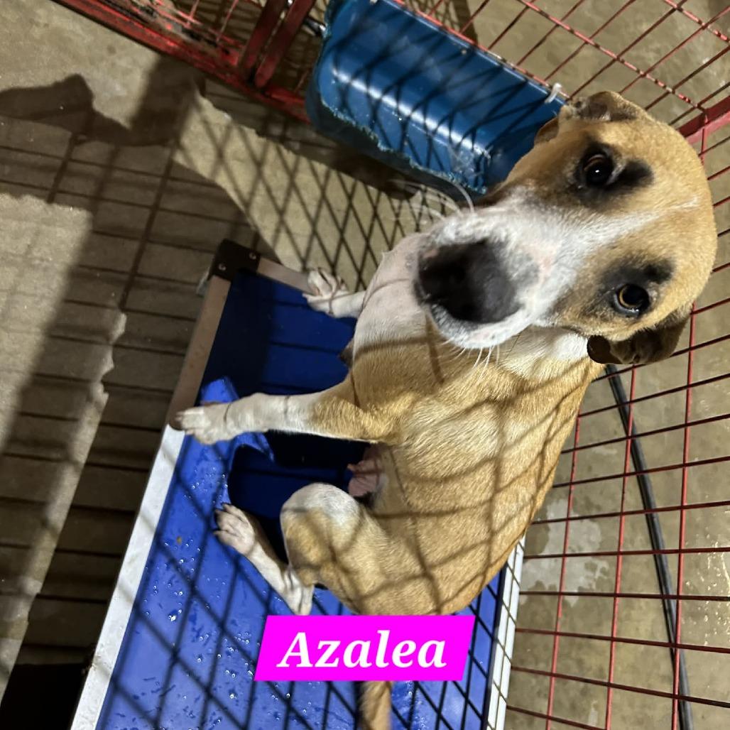 Azalea, Adoptable, Adult Female Black Mouth Cur & American Staffordshire Terrier.