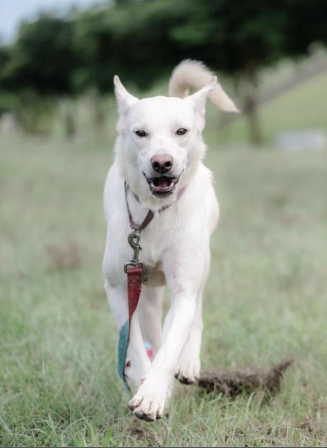 Enlarge Baiher (videos in Bio), a Adopted mixed breed in Menlo Park, CA image 5/6