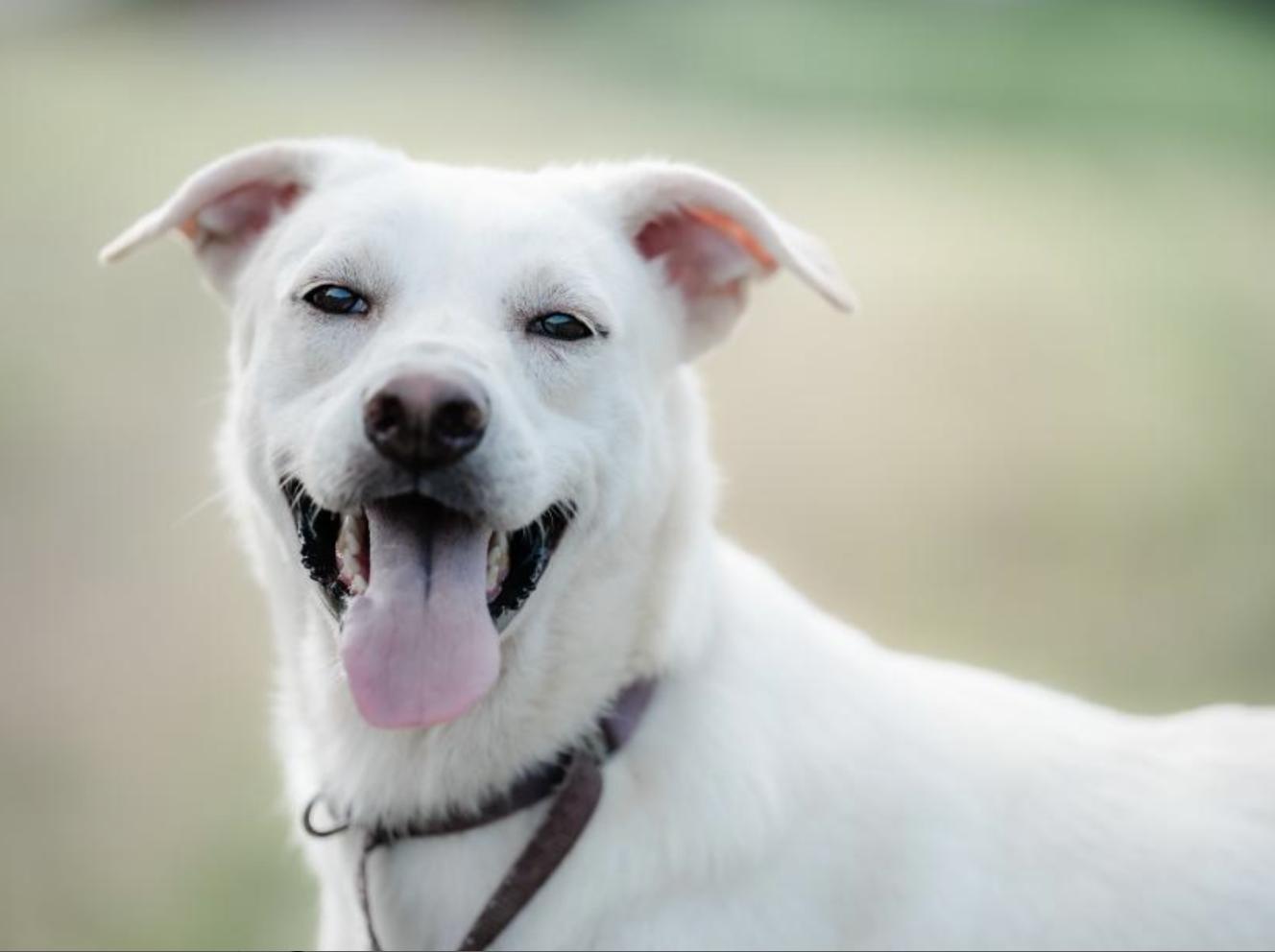 Enlarge Baiher (videos in Bio), a Adopted mixed breed in Menlo Park, CA image 4/6