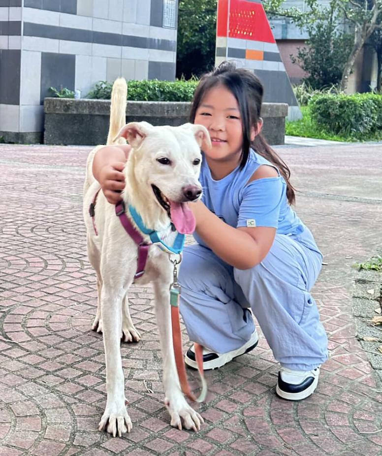 Baiher (videos in Bio), Adopted, Puppy Female Labrador Retriever & Whippet.