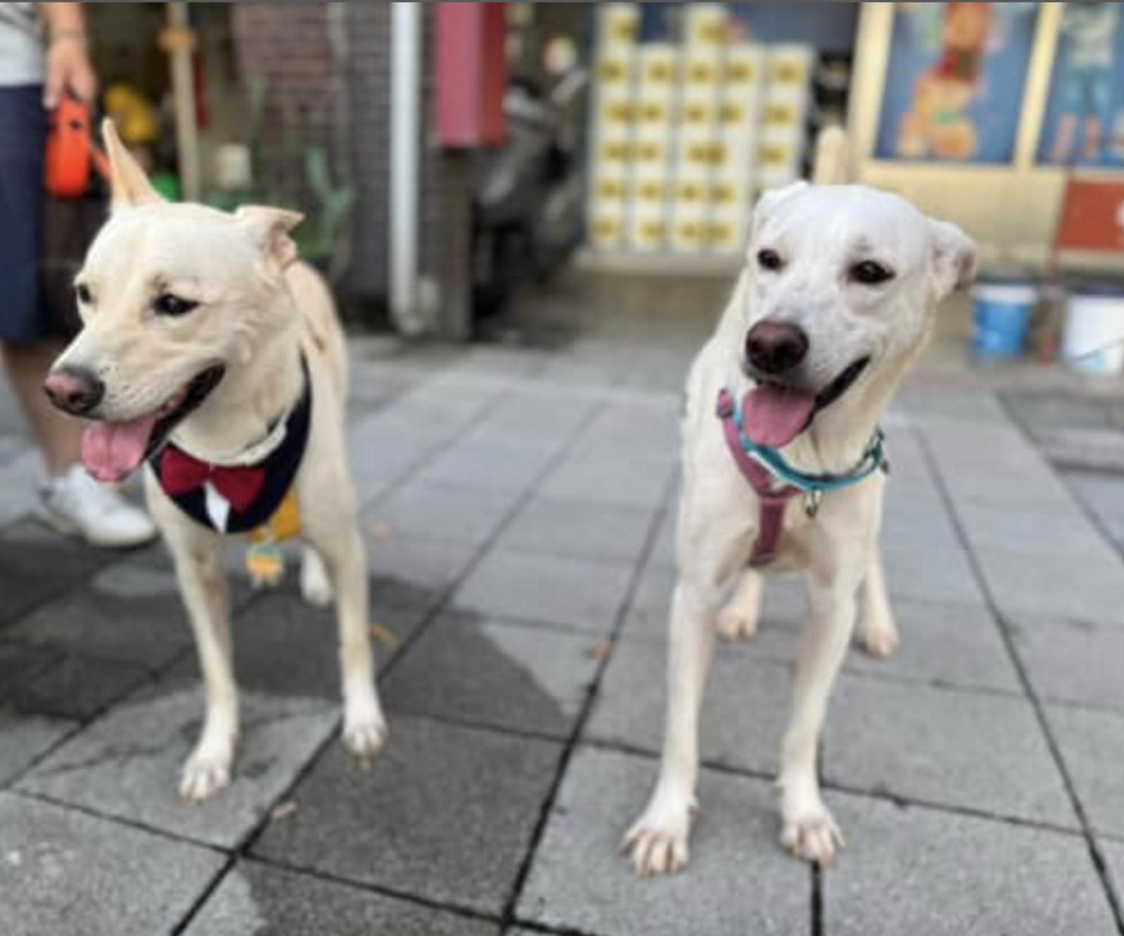 Enlarge Baiher (videos in Bio), a Adopted mixed breed in Menlo Park, CA image 2/6