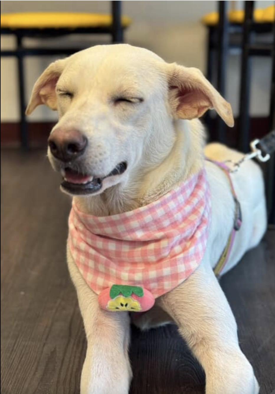 Enlarge Baiher (videos in Bio), a Adopted mixed breed in Menlo Park, CA image 3/6