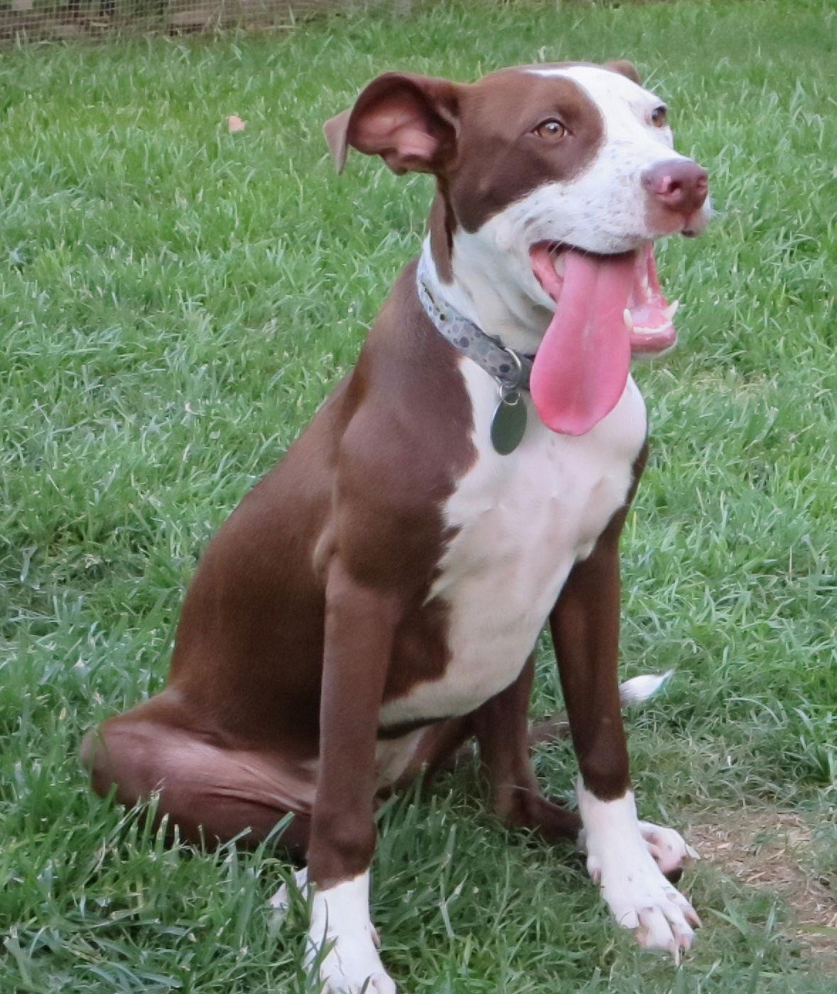Enlarge Farrah, a Adoptable Pit Bull Terrier in Lafayette, LA image 1/3