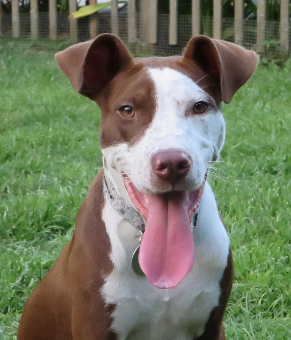 Enlarge Farrah, a Adoptable Pit Bull Terrier in Lafayette, LA image 2/3