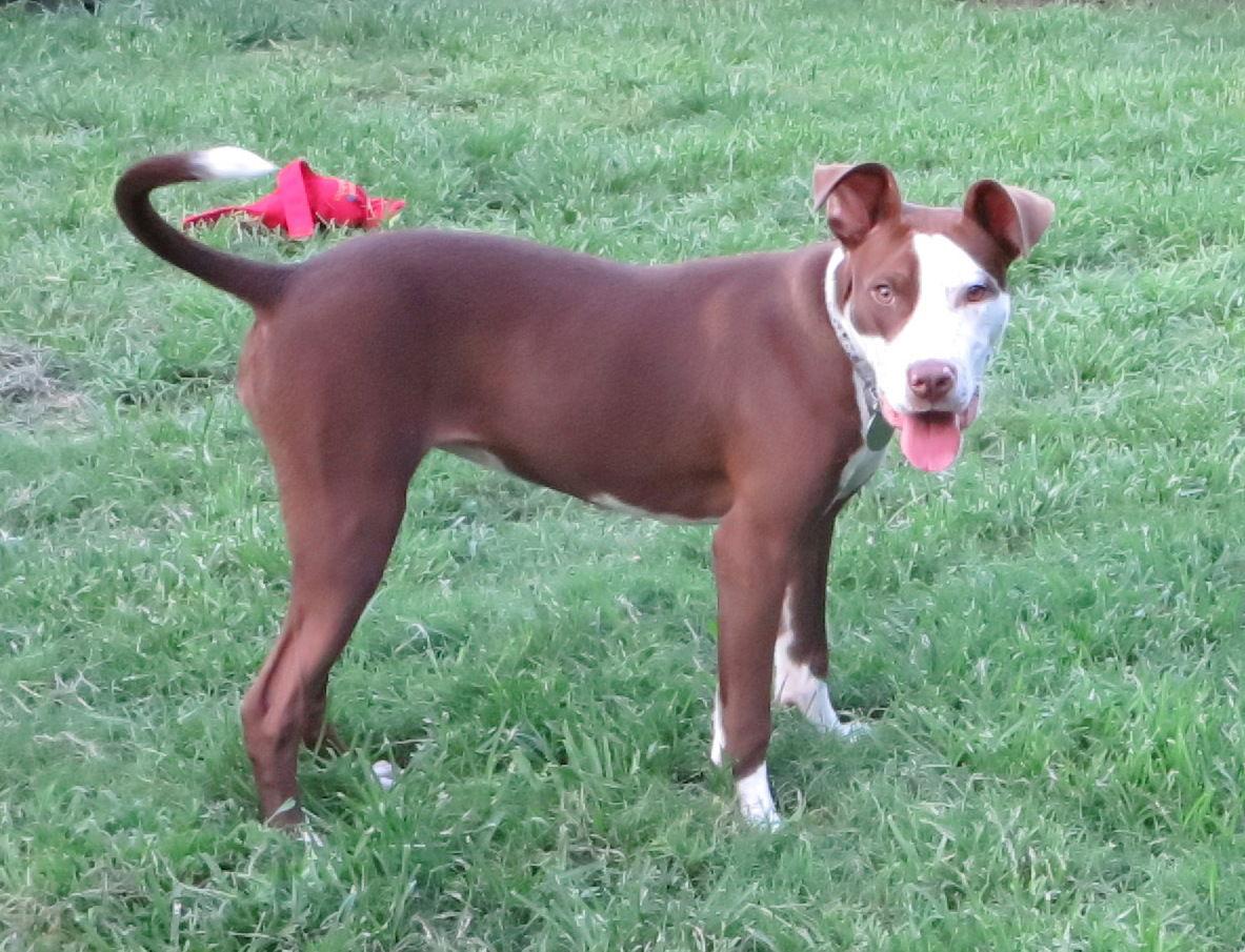Enlarge Farrah, a Adoptable Pit Bull Terrier in Lafayette, LA image 3/3