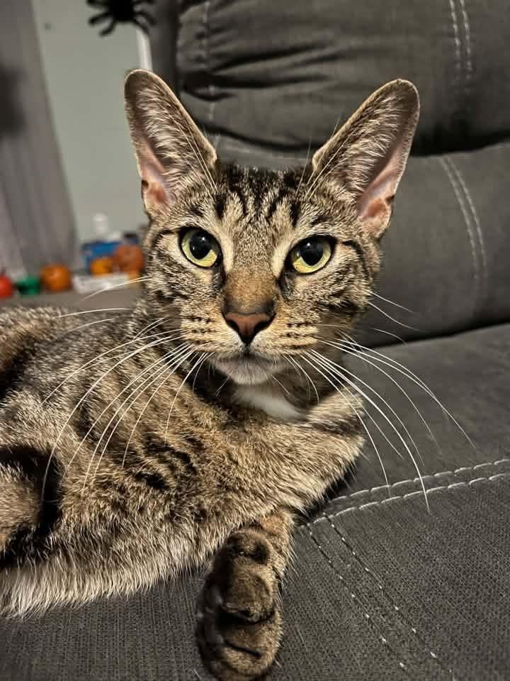 Enlarge Sweetheart, a Adoptable American Shorthair in Rochester, NY image 1/1