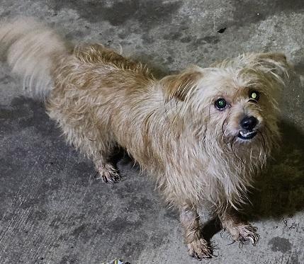 RED, a Adoptable mixed breed in Gretna, FL image 1/2
