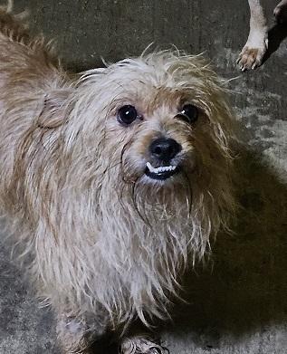 RED, a Adoptable mixed breed in Gretna, FL image 2/2