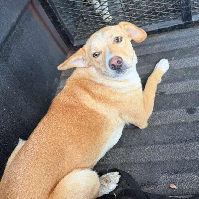 Enlarge Brooklyn, a Adoptable Mixed Breed in Gadsden, AL image 1/6