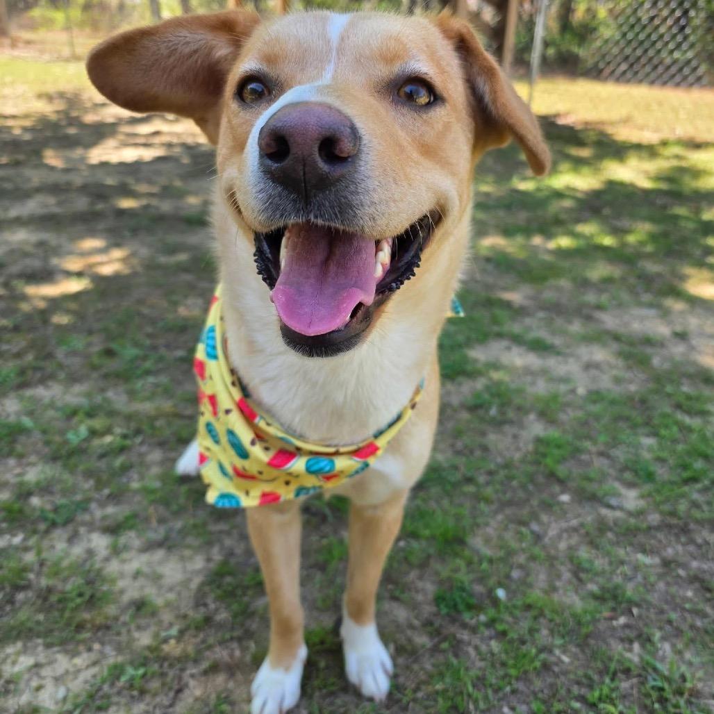 Enlarge Brooklyn, a Adoptable Mixed Breed in Gadsden, AL image 2/6