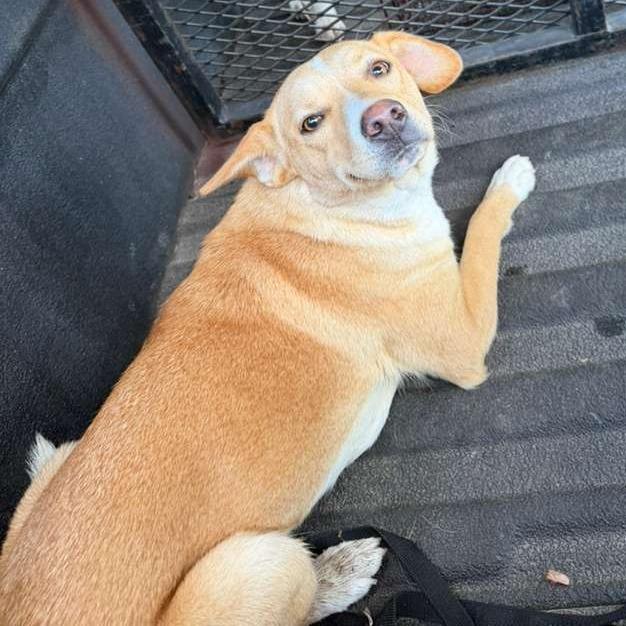 Enlarge Brooklyn, a Adoptable Mixed Breed in Gadsden, AL image 3/6