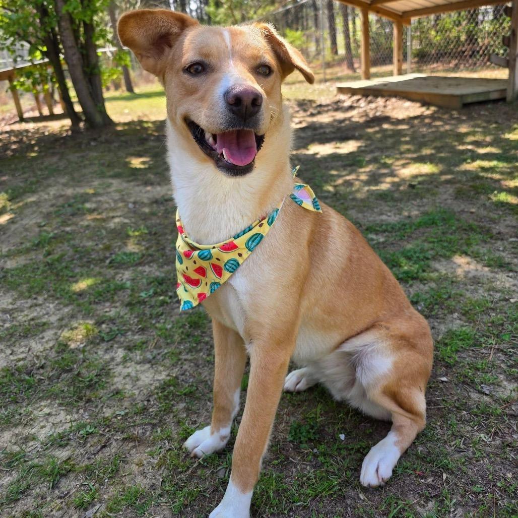 Enlarge Brooklyn, a Adoptable Mixed Breed in Gadsden, AL image 4/6