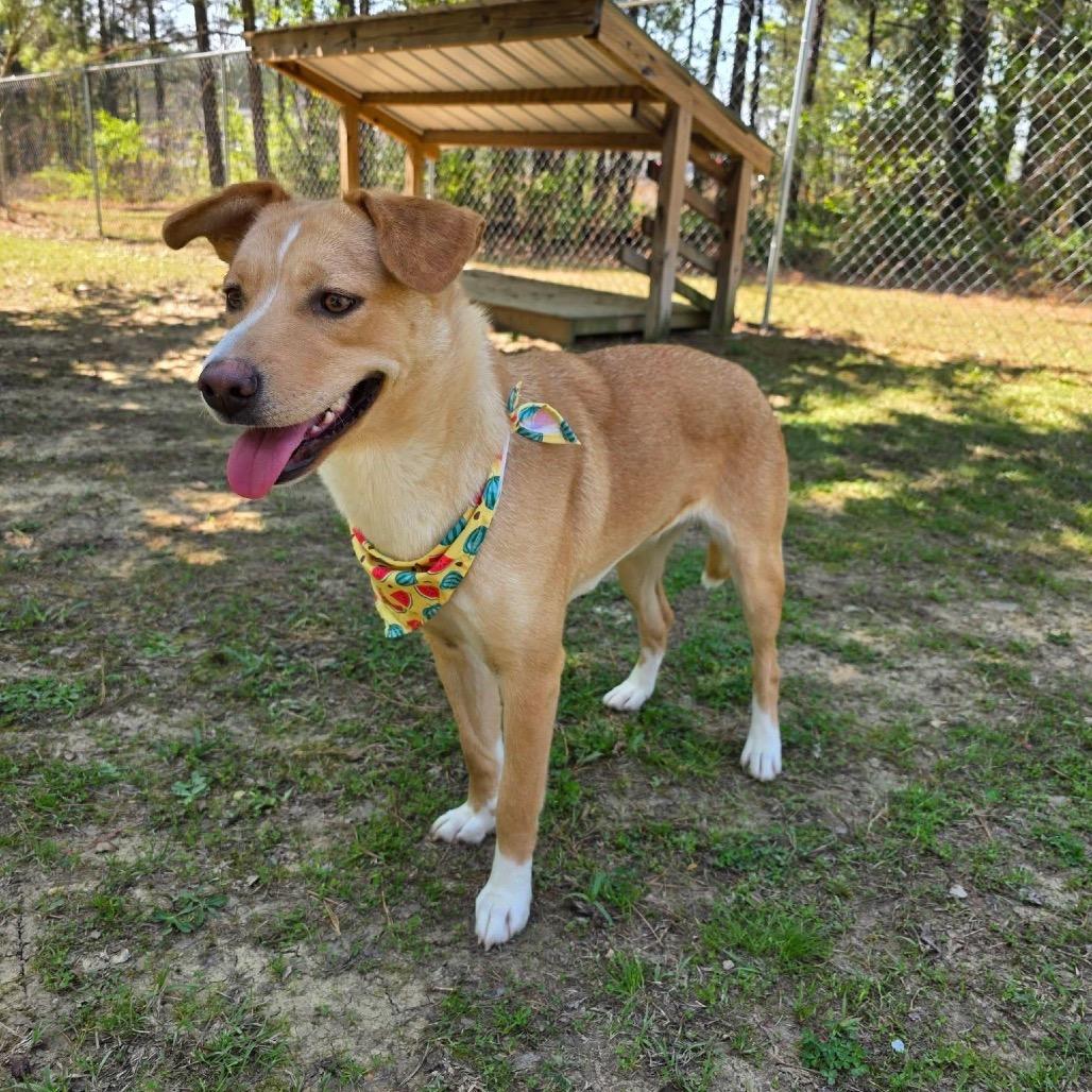 Enlarge Brooklyn, a Adoptable Mixed Breed in Gadsden, AL image 5/6